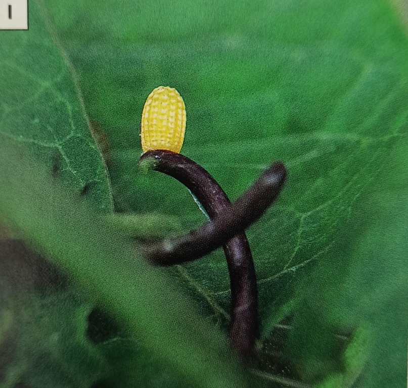 12 Stunning Images to Understand the Butterfly Life Cycle