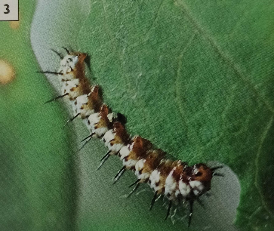 12 Stunning Images to Understand the Butterfly Life Cycle
