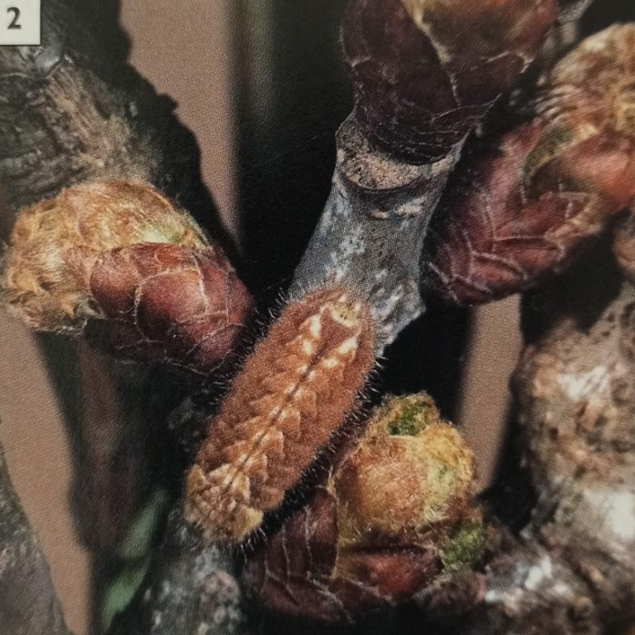 12 Stunning Images to Understand the Butterfly Life Cycle