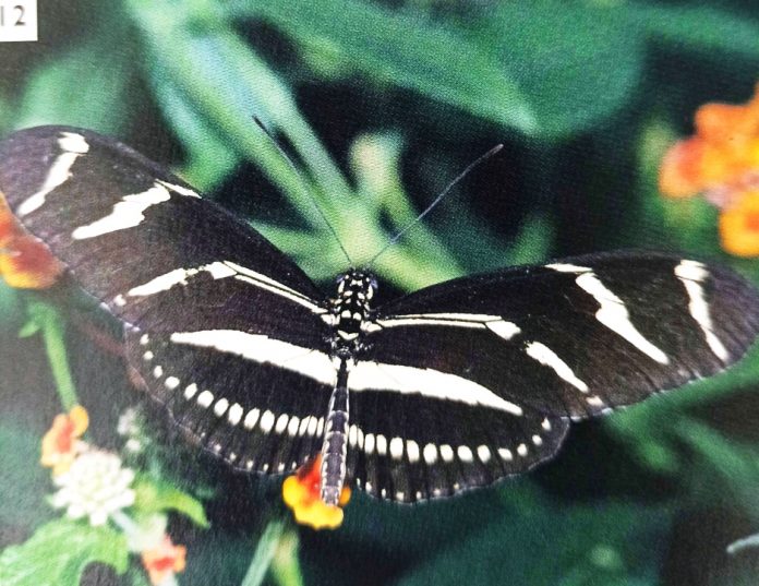 12 Stunning Images to Understand the Butterfly Life Cycle