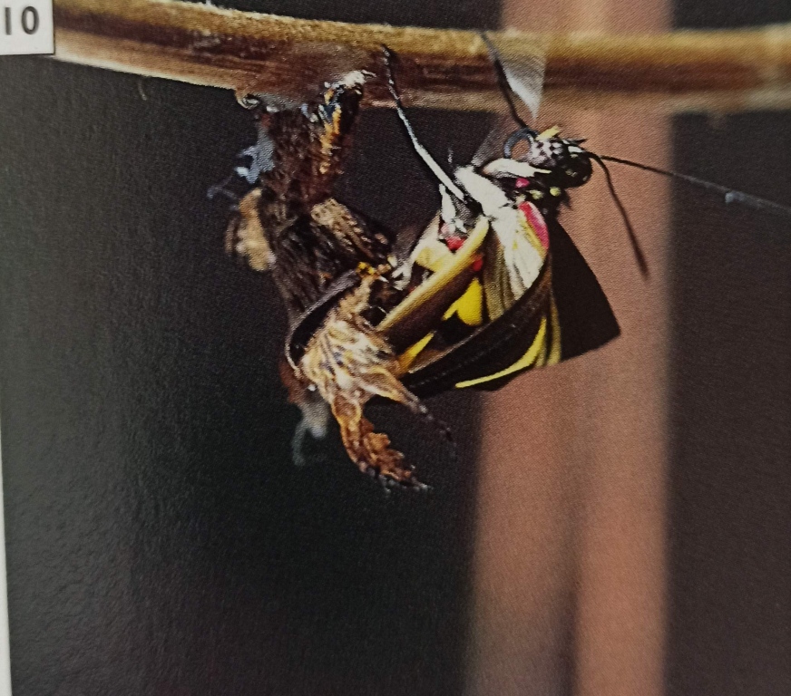 12 Stunning Images to Understand the Butterfly Life Cycle