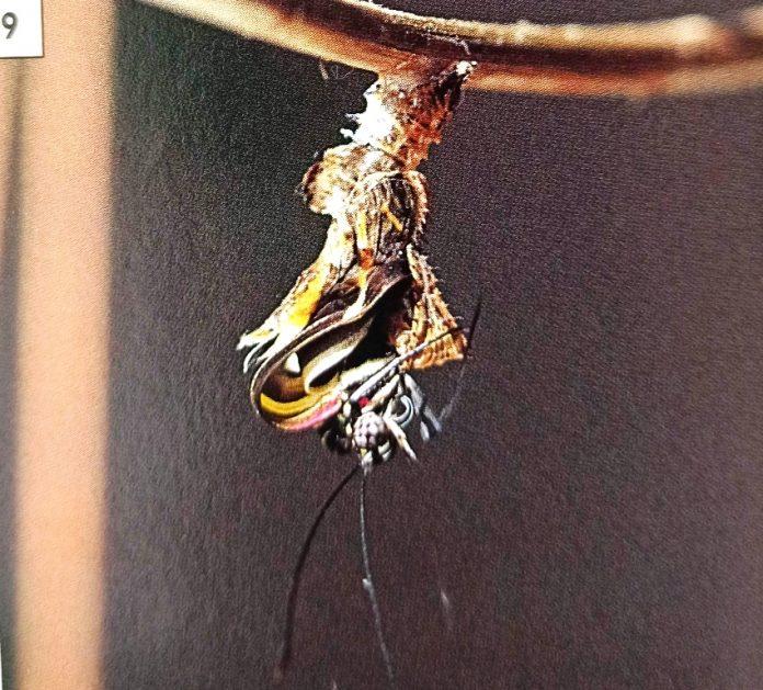 12 Stunning Images to Understand the Butterfly Life Cycle