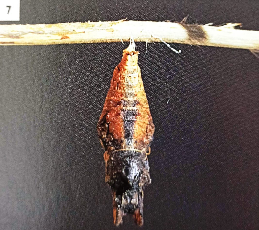 12 Stunning Images to Understand the Butterfly Life Cycle