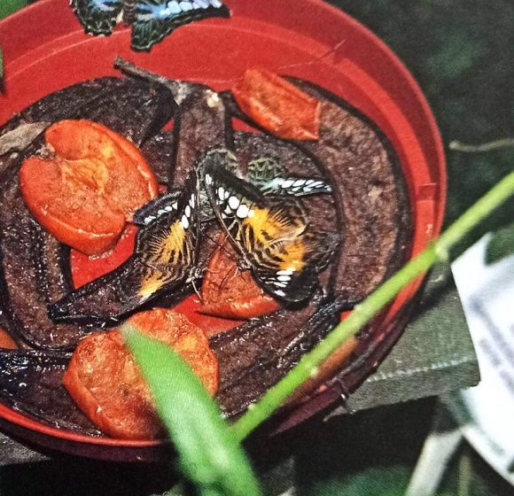 Many butterflies will feed successfully from bowls of rotting fruit, soaking up juices from the fermenting bananas, apples, or whatever. The species that do well like this are a welcome change from those that require hand-feeding techniques.