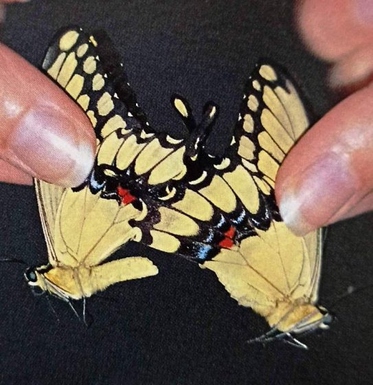 When attempting to get the butterflies to pair, it is important to select individuals that are of the right age. If the male is too young he will not mate successfully, and if the female is too old, she will produce infertile eggs. 