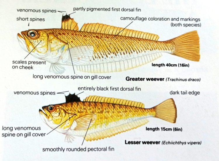 It is Worth While to Learn and recognize Weever Fish