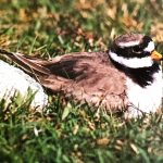 A ringed plover is resting on the turf. There are two ways you can tell it is not a little ringed plover, even without seeing both birds together