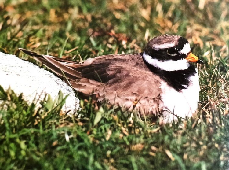 ボディの iittala - Ringed Plover リトルターン ホワイト バード