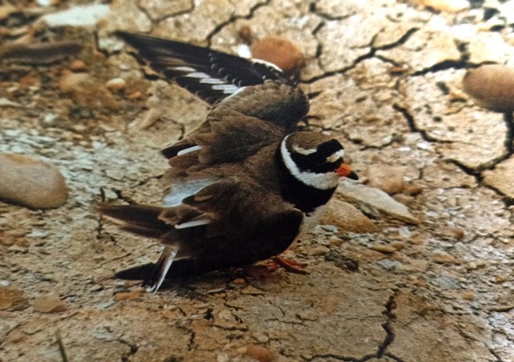 Little Ringed Plovers plumage pattern serves two contrasting purposes: during nesting it is camouflage, and yet in the display, it is vivid and eye-catching.
