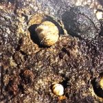 Rock Drilling Shellfish Boring bivalves are unkindly names extraordinary shellfish, use their hard shells to cut their way into rocks & wood.