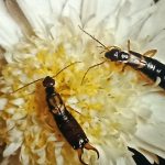 A male and female common earwig (Forficula auricularia) is on a chrysanthemum flower.
