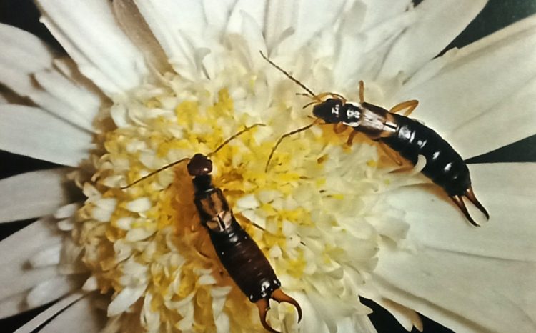 A male and female common earwig (Forficula auricularia) is on a chrysanthemum flower.