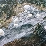 Limpsets - Snails of Rocky Shores (1)