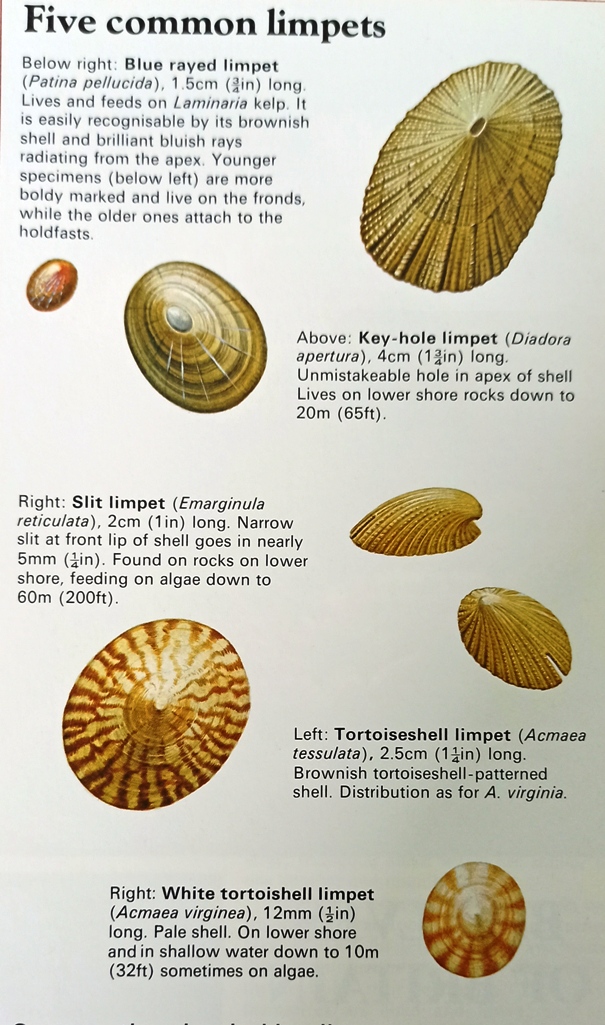 Limpsets Snails of Rocky Shores 2