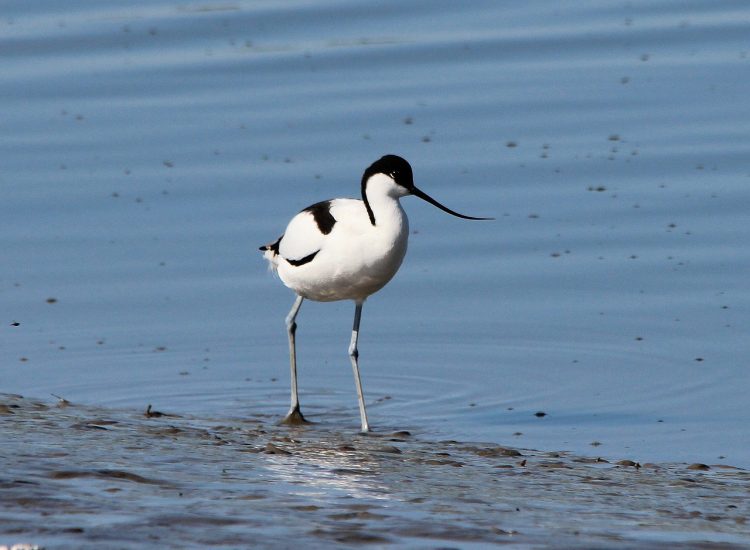 The availability of food differs as lagoon water evaporates in summer and salinity increases. This is a critical factor in the survival of avocet young.