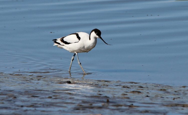 The avocet turns its eggs to ensure they get an equal amount of warmth.