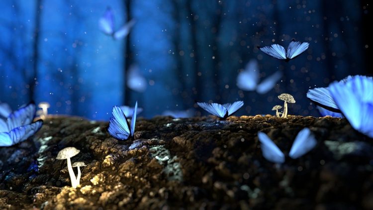 How to Keep and Rear Butterflies? Butterflies can be easy to raise from egg to adult, or they can be next to impossible, depending on the species.