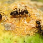The Ant lift a paving slab or turn over a large stone in the garden, and the chances are that you will find a colony of black garden ants.