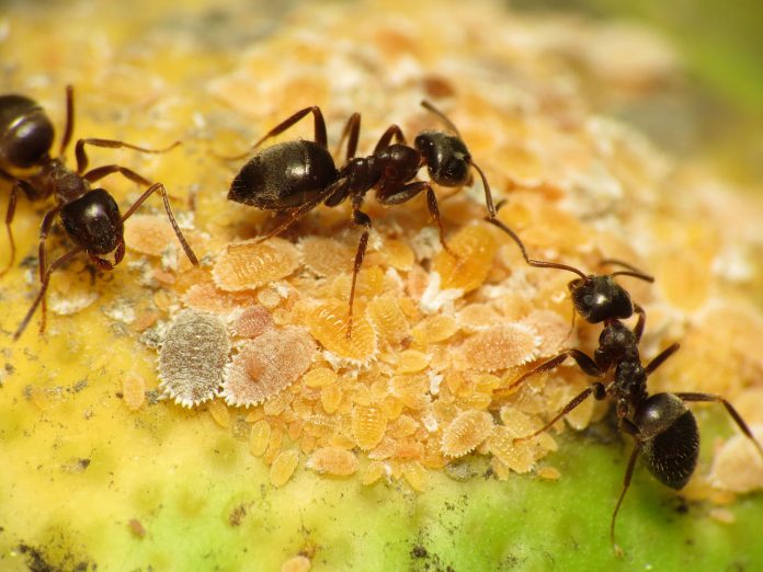 The Ant lift a paving slab or turn over a large stone in the garden, and the chances are that you will find a colony of black garden ants.