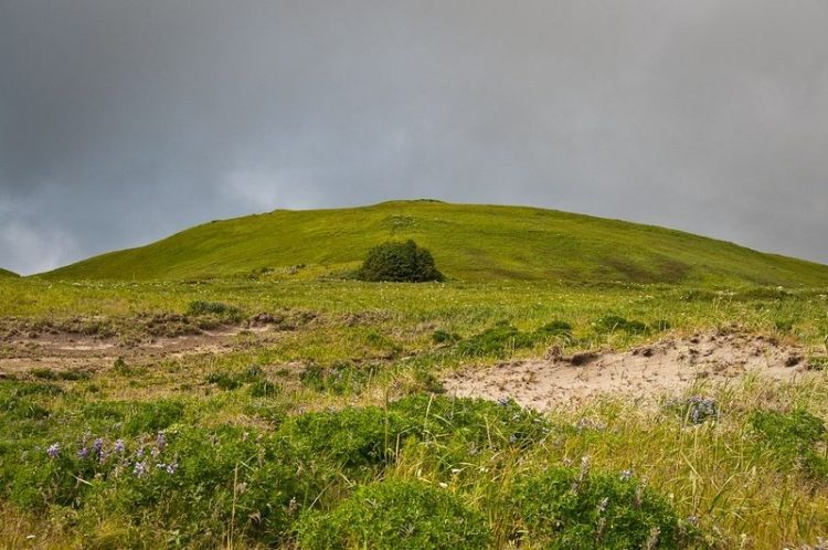 The constant overcast skies, windy conditions, cold temperatures only benefit to grass, mosses, and low-lying flowering plants grow here.