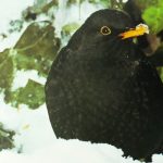 Blackbird is one of the most familiar and best-loved for garden birds. It is often regarded as uninteresting because of its very familiarity.