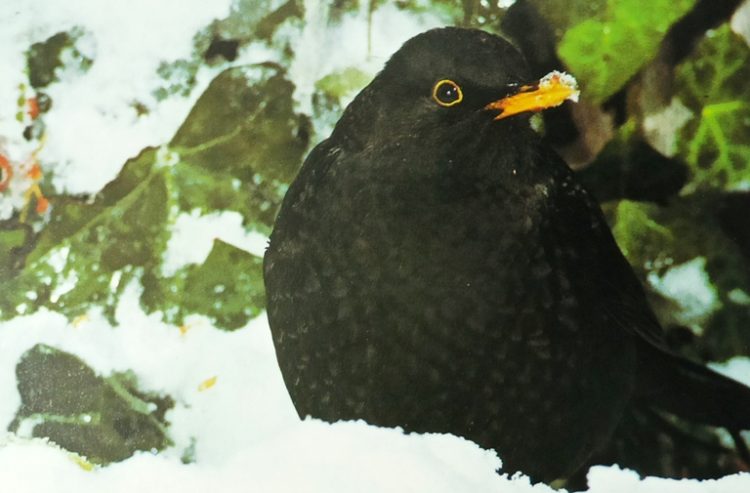 Blackbird is one of the most familiar and best-loved for garden birds. It is often regarded as uninteresting because of its very familiarity.