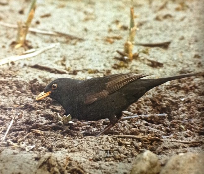 A young blackbird in first-year plumage with brown primary feathers