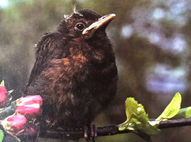 A juvenile blackbird which body features of the young birds often have rich brown center