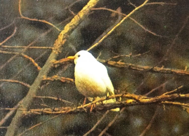An albino blackbird - This species seems to be prone to albinism, as many records show. 