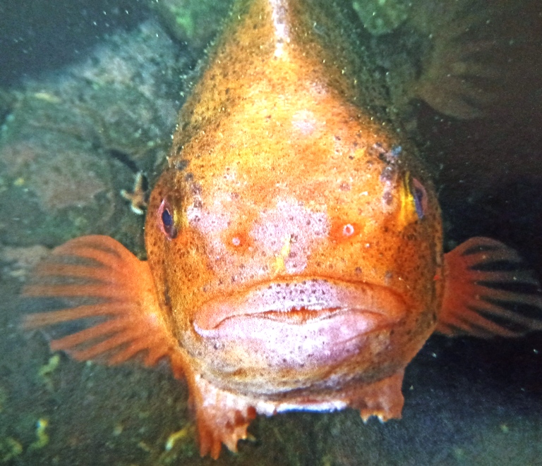 A male lumpsucker in reddish breeding coloration. Females are seen less often as they return to deeper water soon after spawning.