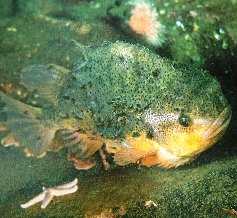 A young male lumpsucker in the typical shallow water habitat with a rocky sea-bed.