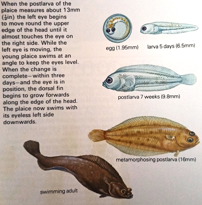Plaice - From Egg to Adult