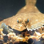 The plaice is a right eyed flatfish that is both its eyes are on the right side of its head.