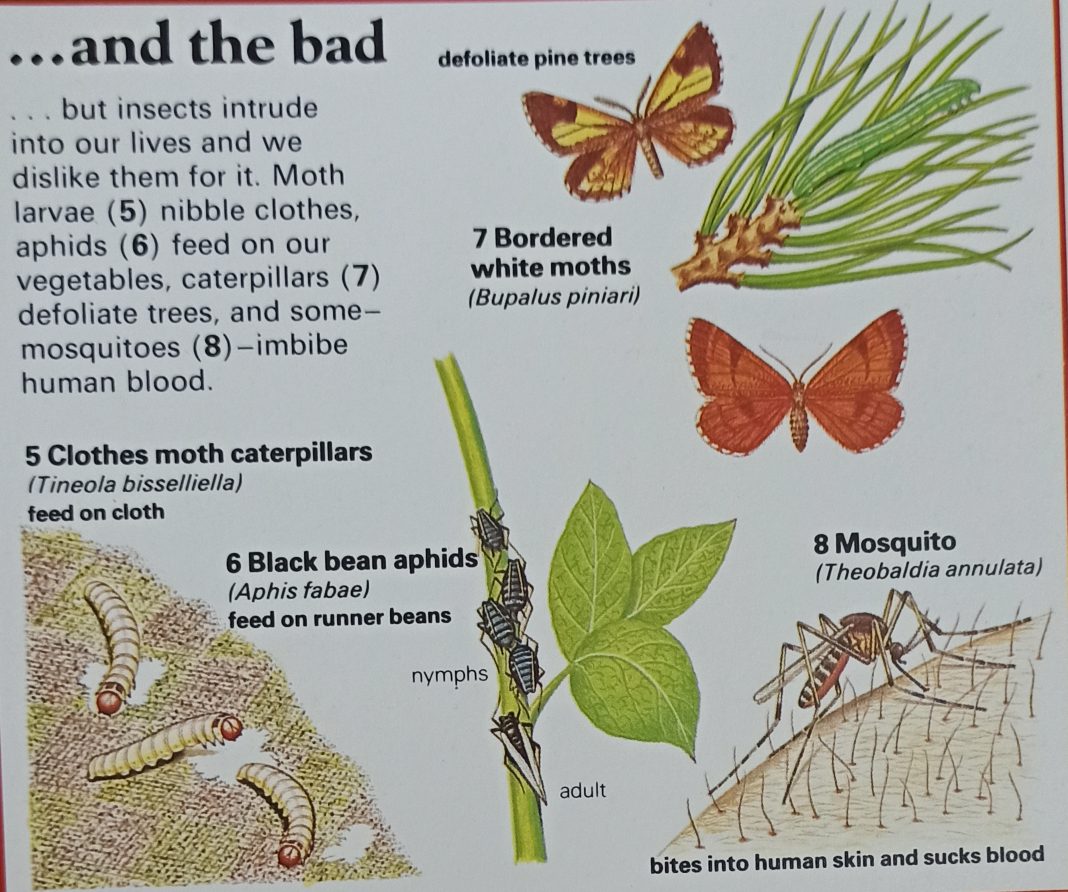 The Relationship between Insects and Man