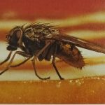 The housefly is unpopular since it deposits dangerous germs on food. The cockchafer and its larvae do great damage to plants.