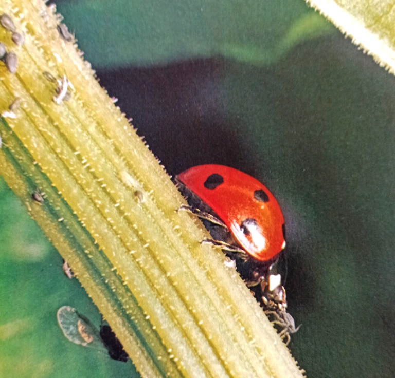 The 7 -spot ladybird, the commonest species, making a meal of an aphid. Ladybirds are voracious feeders and will turn up almost wherever there are aphids, a garden rose bush is a good place to search for them.