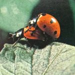 7 -spot ladybirds mating. The male is the one on top externally male and female ladybirds look alike.