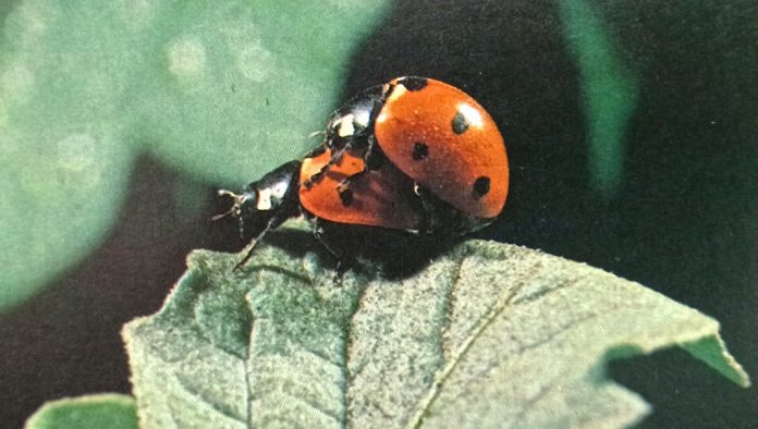 7 -spot ladybirds mating. The male is the one on top externally male and female ladybirds look alike.