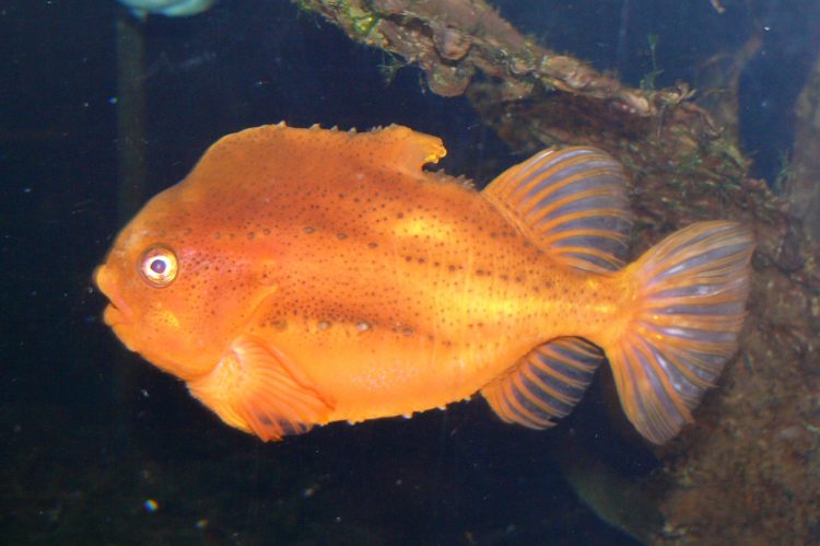 The Lumpsucker Fish is ugly it may be, but with its gaudy colors and devotion to parental duty. The lumpsucker is one of the most interesting fishes of our inshore waters.