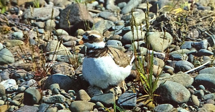 A ringed plover incubates its eggs, in a nest consisting of no more than a hollow among the pebbles.