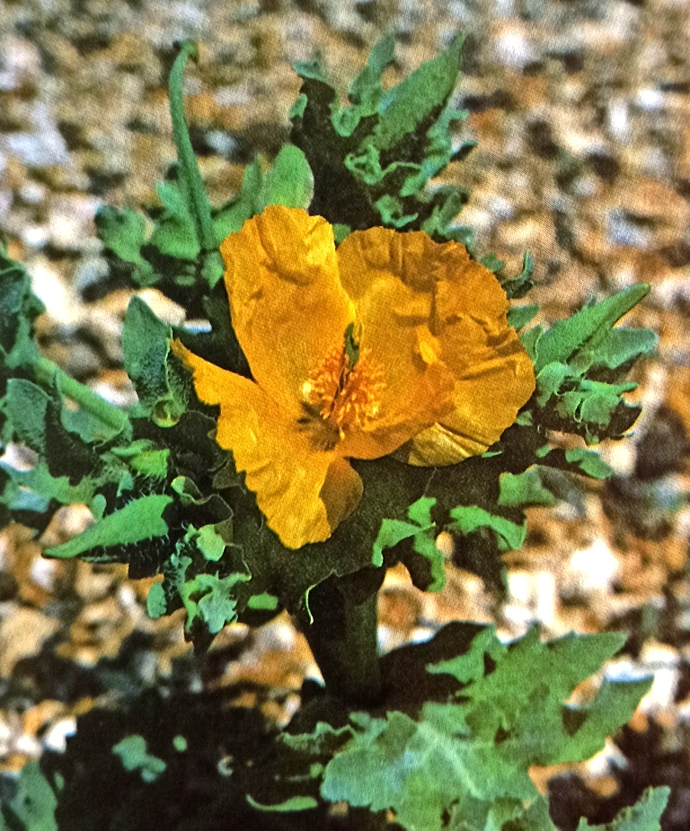 Yellow horned poppy is showing flowers and fruit together.