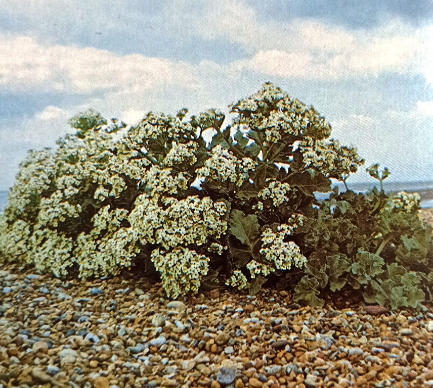 Sea kale in flower, a plant prized for its edible shoots. It is not common nowadays, perhaps as a result of too much harvesting in former times.