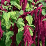 The Love-lies-Bleeding Plant (Amaranthus caudatus) is a very colorful and unusual plant that grows best when planted in a large group.