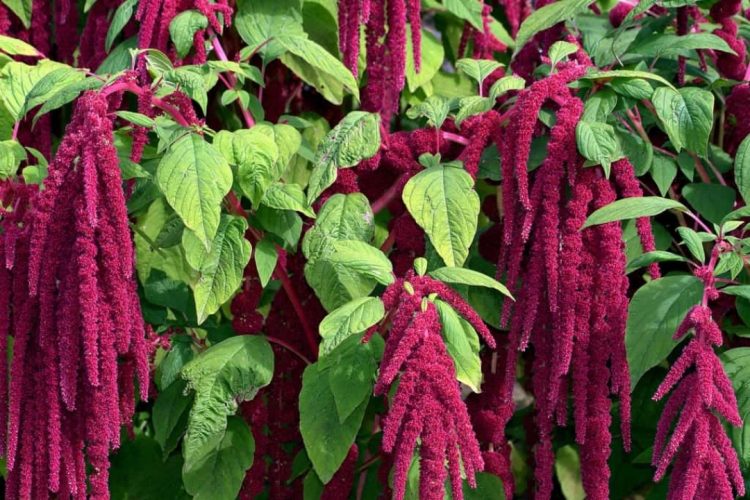 The Love-lies-Bleeding Plant (Amaranthus caudatus) is a very colorful and unusual plant that grows best when planted in a large group.