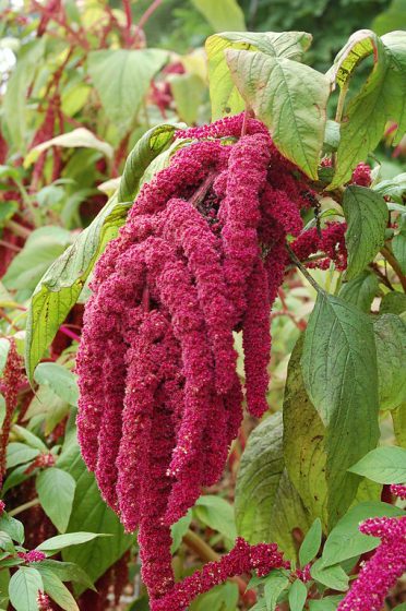 The Love-lies-Bleeding Plant (Amaranthus caudatus) is a very colorful and unusual plant that grows best when planted in a large group.