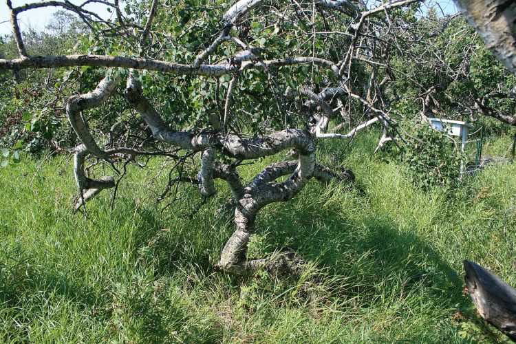 1599px Twisted aspen tree Crooked Bush Saskatchewan 2008