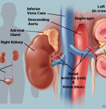 Foods that Keep the Kidneys Clean Foods that Keep the Kidneys Clean. Here are some important foods that will help and protect your kidneys and your immune system.