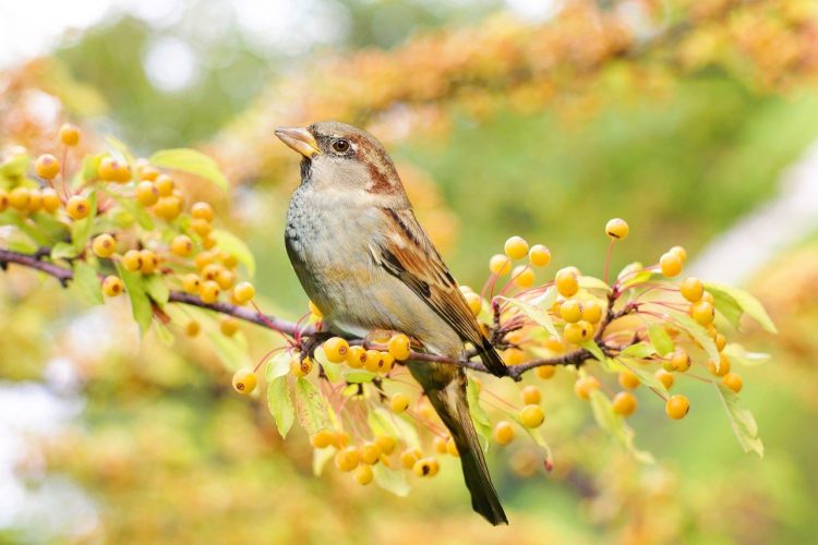 bird 2847799 1280 Tree Sparrow and House Sparrow