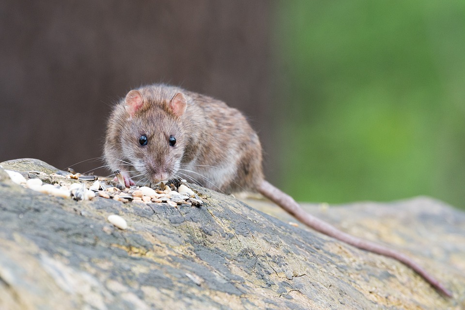 The Brown Rat thrives wherever man grows food and stores it for him and his animals, provided there is enough cover for living and nesting.