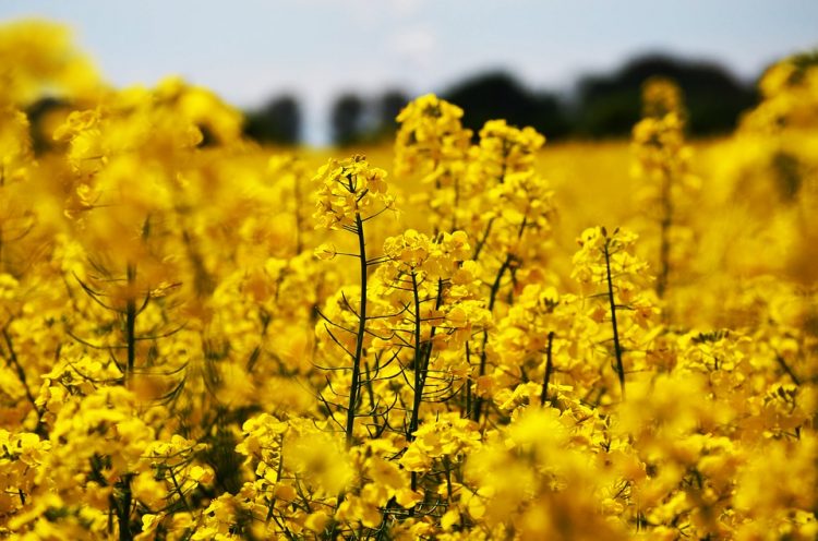 Cruciferae usually known as the mustards, or the cabbage family. Each flower has six stamens-four long and two short-and characteristic seed pods.